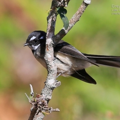 Rhipidura albiscapa (Grey Fantail) at Lake Conjola, NSW - 12 May 2015 by Charles Dove