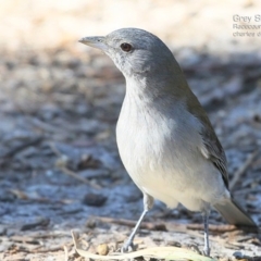 Colluricincla harmonica (Grey Shrikethrush) at Ulladulla, NSW - 14 May 2015 by CharlesDove