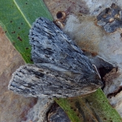 Chlenias banksiaria group (A Geometer moth) at Macarthur, ACT - 5 Jul 2018 by RodDeb