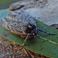 Chlenias banksiaria group at Macarthur, ACT - 5 Jul 2018 11:18 AM