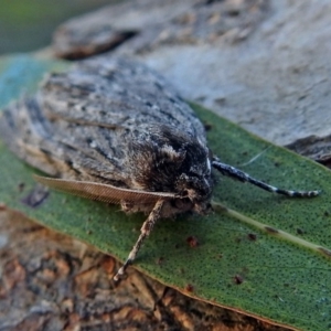 Chlenias banksiaria group at Macarthur, ACT - 5 Jul 2018