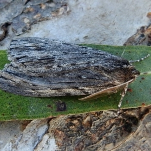 Chlenias banksiaria group at Macarthur, ACT - 5 Jul 2018