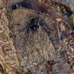 Chlenias banksiaria group at Macarthur, ACT - 5 Jul 2018 11:18 AM