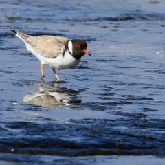 Charadrius rubricollis (Hooded Plover) at South Pacific Heathland Reserve - 12 May 2015 by Charles Dove