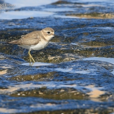 Anarhynchus bicinctus (Double-banded Plover) at South Pacific Heathland Reserve - 15 May 2015 by CharlesDove