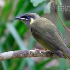Meliphaga lewinii (Lewin's Honeyeater) at Conjola Bushcare - 13 May 2015 by CharlesDove
