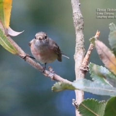 Petroica rosea (Rose Robin) at Lake Conjola, NSW - 13 May 2015 by CharlesDove