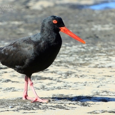 Haematopus fuliginosus (Sooty Oystercatcher) at South Pacific Heathland Reserve - 14 May 2015 by CharlesDove