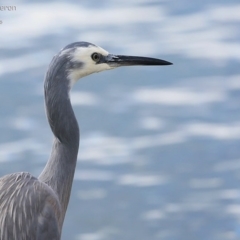 Egretta novaehollandiae (White-faced Heron) at Lake Conjola, NSW - 13 May 2015 by CharlesDove