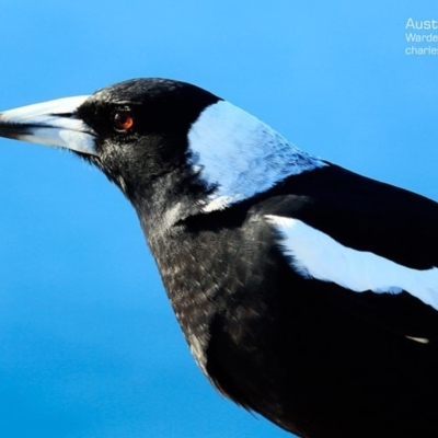 Gymnorhina tibicen (Australian Magpie) at Ulladulla, NSW - 7 May 2015 by Charles Dove