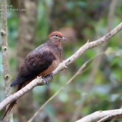 Macropygia phasianella (Brown Cuckoo-dove) at Burrill Lake, NSW - 9 May 2015 by Charles Dove