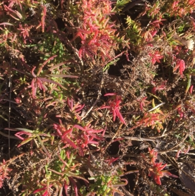 Suaeda australis (Austral Seablite) at Meroo National Park - 5 Jul 2018 by Marg