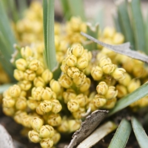 Lomandra bracteata at Illilanga & Baroona - 27 Sep 2010