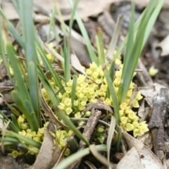 Lomandra bracteata at Illilanga & Baroona - 27 Sep 2010