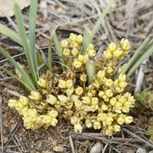 Lomandra bracteata at Illilanga & Baroona - 27 Sep 2010