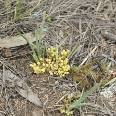 Lomandra bracteata at Illilanga & Baroona - 27 Sep 2010