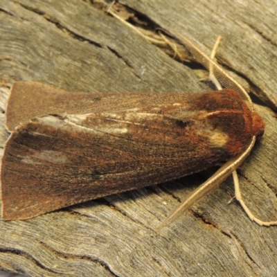 Fisera belidearia (Two-toned Crest-moth) at Conder, ACT - 6 Jun 2018 by MichaelBedingfield