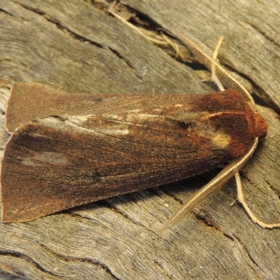 Fisera belidearia (Two-toned Crest-moth) at Pollinator-friendly garden Conder - 6 Jun 2018 by michaelb