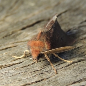 Fisera belidearia at Conder, ACT - 6 Jun 2018 10:26 AM