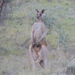 Macropus giganteus (Eastern Grey Kangaroo) at Paddys River, ACT - 8 Apr 2014 by MichaelBedingfield