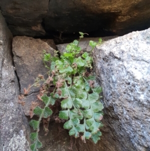 Asplenium subglandulosum at Kambah, ACT - 4 Jul 2018