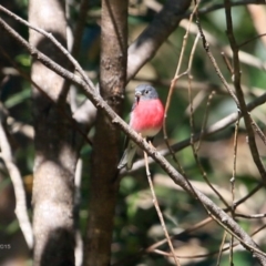 Petroica rosea (Rose Robin) at Narrawallee Creek Nature Reserve - 9 May 2015 by CharlesDove