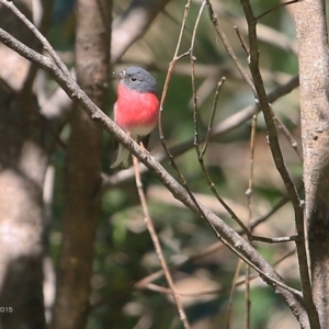 Petroica rosea at Narrawallee Creek Nature Reserve - 9 May 2015 12:00 AM