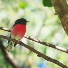 Petroica rosea at Narrawallee Creek Nature Reserve - 9 May 2015 12:00 AM