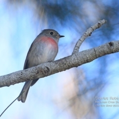 Petroica rosea (Rose Robin) at Burrill Lake, NSW - 8 May 2015 by CharlesDove