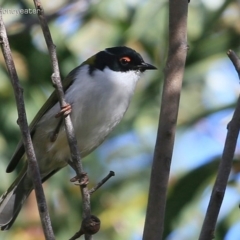 Melithreptus lunatus (White-naped Honeyeater) at Morton National Park - 5 May 2015 by Charles Dove