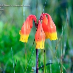 Blandfordia nobilis (Christmas Bells) at Woodburn, NSW - 2 May 2015 by CharlesDove