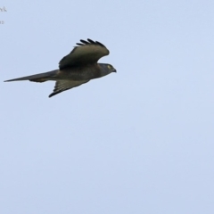 Tachyspiza fasciata (Brown Goshawk) at Cunjurong Point, NSW - 2 May 2015 by Charles Dove