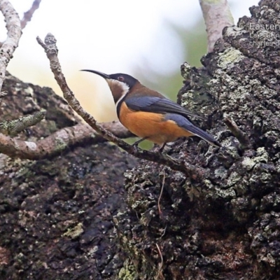 Acanthorhynchus tenuirostris (Eastern Spinebill) at Lake Conjola, NSW - 1 May 2015 by Charles Dove