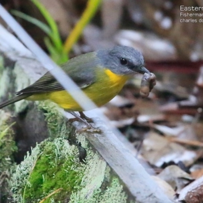 Eopsaltria australis (Eastern Yellow Robin) at Fishermans Paradise, NSW - 4 May 2015 by CharlesDove