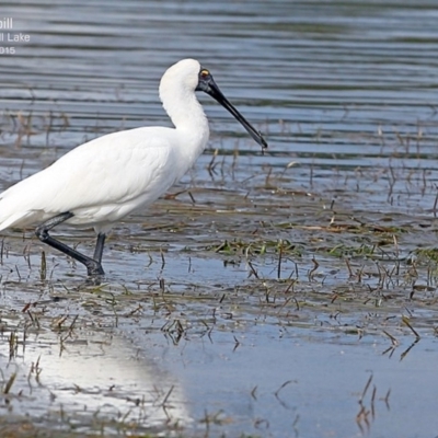 Platalea regia (Royal Spoonbill) at Burrill Lake, NSW - 7 May 2015 by CharlesDove