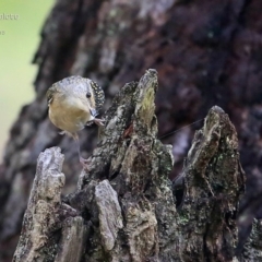 Pardalotus punctatus (Spotted Pardalote) at Lake Conjola, NSW - 3 May 2015 by CharlesDove