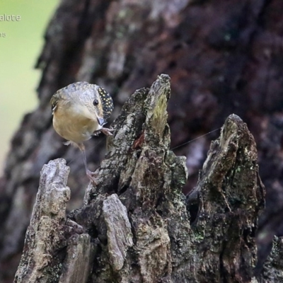 Pardalotus punctatus (Spotted Pardalote) at Lake Conjola, NSW - 3 May 2015 by CharlesDove
