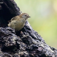 Acanthiza lineata (Striated Thornbill) at Lake Conjola, NSW - 3 May 2015 by CharlesDove