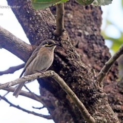 Caligavis chrysops (Yellow-faced Honeyeater) at Lake Conjola, NSW - 4 May 2015 by CharlesDove