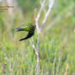 Pezoporus wallicus (Ground Parrot) at Jervis Bay National Park - 24 Mar 2015 by CharlesDove