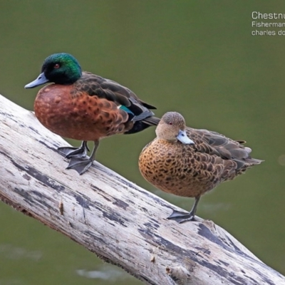 Anas castanea (Chestnut Teal) at Fishermans Paradise, NSW - 23 Mar 2015 by CharlesDove