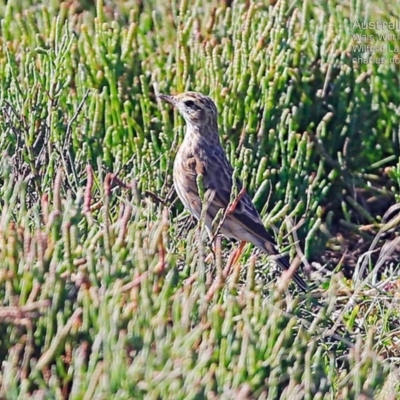 Anthus australis (Australian Pipit) at Milton, NSW - 22 Mar 2015 by Charles Dove