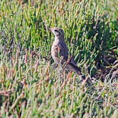 Anthus australis (Australian Pipit) at Milton, NSW - 23 Mar 2015 by CharlesDove