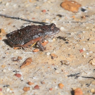 Unidentified Frog - 28 Mar 2015 by CharlesDove