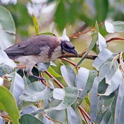 Philemon corniculatus (Noisy Friarbird) at Lake Conjola, NSW - 23 Mar 2015 by CharlesDove