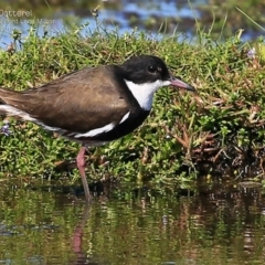 Erythrogonys cinctus (Red-kneed Dotterel) at Milton, NSW - 23 Mar 2015 by CharlesDove