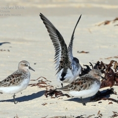 Calidris ruficollis (Red-necked Stint) at Cunjurong Point, NSW - 28 Mar 2015 by CharlesDove