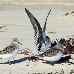 Calidris ruficollis (Red-necked Stint) at Cunjurong Point, NSW - 27 Mar 2015 by Charles Dove