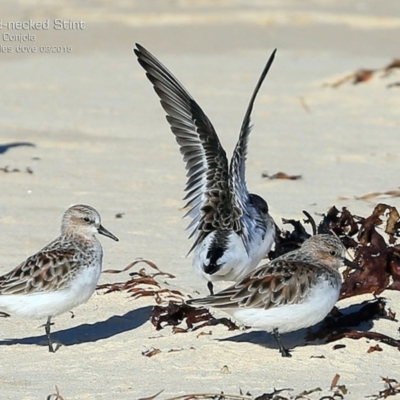 Calidris ruficollis (Red-necked Stint) at Cunjurong Point, NSW - 28 Mar 2015 by CharlesDove