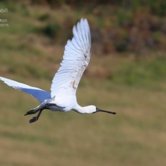 Platalea regia (Royal Spoonbill) at Milton, NSW - 23 Mar 2015 by CharlesDove